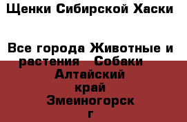 Щенки Сибирской Хаски - Все города Животные и растения » Собаки   . Алтайский край,Змеиногорск г.